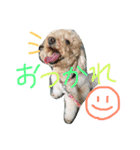 はなはぶちゃいく。（個別スタンプ：10）