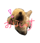 はなはぶちゃいく。（個別スタンプ：11）