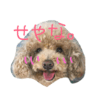 はなはぶちゃいく。（個別スタンプ：14）