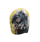 トリミングあるある（個別スタンプ：3）