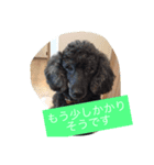トリミングあるある（個別スタンプ：4）