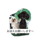 トリミングあるある（個別スタンプ：6）