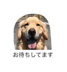トリミングあるある（個別スタンプ：8）