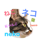 6にゃんとの暮らし（個別スタンプ：1）