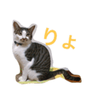 6にゃんとの暮らし（個別スタンプ：3）