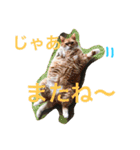 6にゃんとの暮らし（個別スタンプ：4）