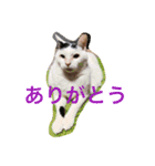 6にゃんとの暮らし（個別スタンプ：6）