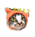 6にゃんとの暮らし（個別スタンプ：8）