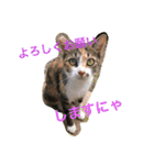 6にゃんとの暮らし（個別スタンプ：11）