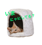 6にゃんとの暮らし（個別スタンプ：13）