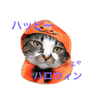 6にゃんとの暮らし（個別スタンプ：15）