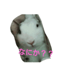 ウサビッチーズ（個別スタンプ：3）