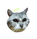 my neighbor toto（個別スタンプ：7）