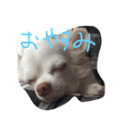 kinago！（個別スタンプ：2）