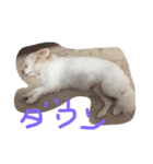 kinago！（個別スタンプ：9）