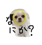 kinago！（個別スタンプ：17）
