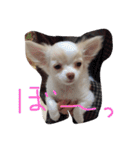 kinago！（個別スタンプ：26）