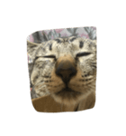 開運白目チョコちゃんꉂꉂ(ᵔᗜᵔ*)（個別スタンプ：5）