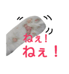 わんにゃんこ。（個別スタンプ：4）