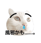わんにゃんこ。（個別スタンプ：6）