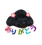 わんにゃんこ。（個別スタンプ：8）