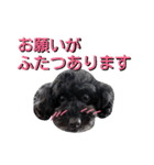 わんにゃんこ。（個別スタンプ：9）