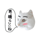 わんにゃんこ。（個別スタンプ：11）