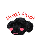 わんにゃんこ。（個別スタンプ：12）