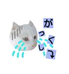 わんにゃんこ。（個別スタンプ：15）