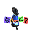 わんにゃんこ。（個別スタンプ：19）