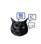 わんにゃんこ。（個別スタンプ：22）