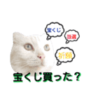 わんにゃんこ。（個別スタンプ：23）