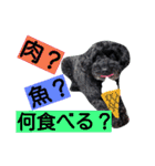 わんにゃんこ。（個別スタンプ：24）