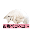 わんにゃんこ。（個別スタンプ：28）