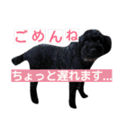 わんにゃんこ。（個別スタンプ：31）