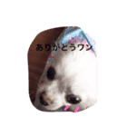 mokokona（個別スタンプ：8）