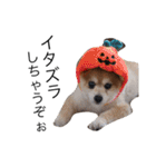 ポメラニアンポッポのハッピーハロウィン（個別スタンプ：6）