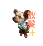 ヨーキーさん、（個別スタンプ：1）