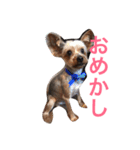 ヨーキーさん、（個別スタンプ：2）