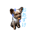 ヨーキーさん、（個別スタンプ：4）