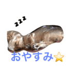 ヨーキーさん、（個別スタンプ：5）