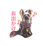 ヨーキーさん、（個別スタンプ：7）