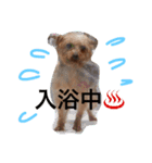 ヨーキーさん、（個別スタンプ：13）