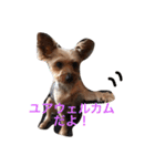 ヨーキーさん、（個別スタンプ：15）