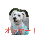 ビーグルとミニチュアシュナウザー2（個別スタンプ：1）