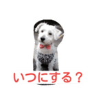 ビーグルとミニチュアシュナウザー2（個別スタンプ：5）