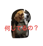 ビーグルとミニチュアシュナウザー2（個別スタンプ：6）