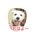ビーグルとミニチュアシュナウザー2（個別スタンプ：7）