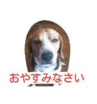 ビーグルとミニチュアシュナウザー2（個別スタンプ：8）