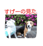 ビーグルとミニチュアシュナウザー2（個別スタンプ：9）